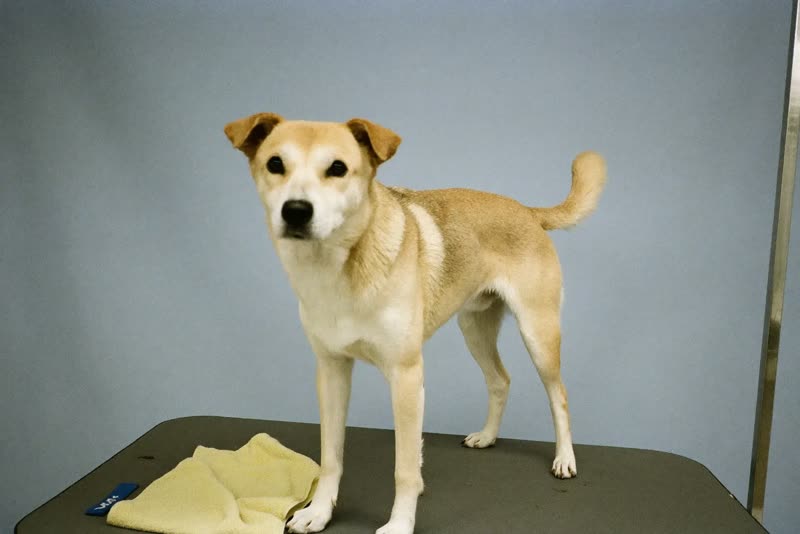 A dog standing calmly on a grooming table beside a folded towel