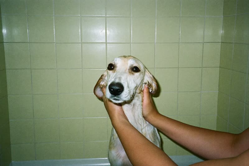 A wet dog being gently held during a bath