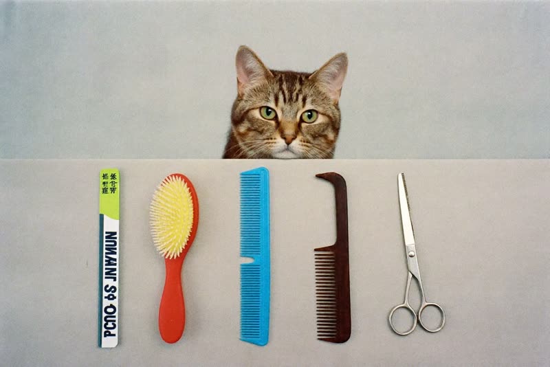 Grooming brushes, a comb and scissors laid out on a pastel surface