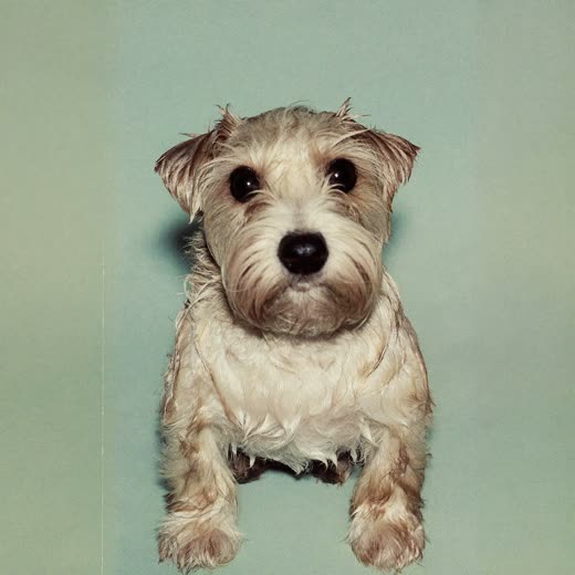 A small terrier freshly bathed, sitting on a pale mint background
