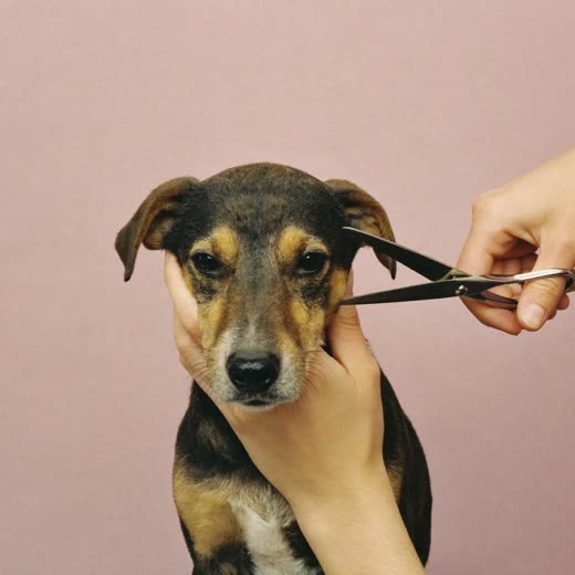 Hands trimming a small dog's coat with grooming scissors
