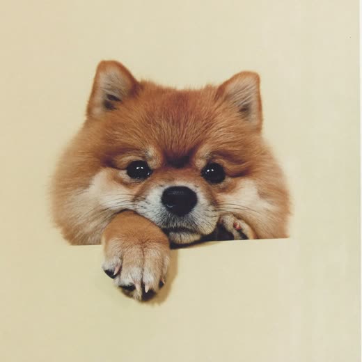 A dog's paw with neatly trimmed nails on a cream background