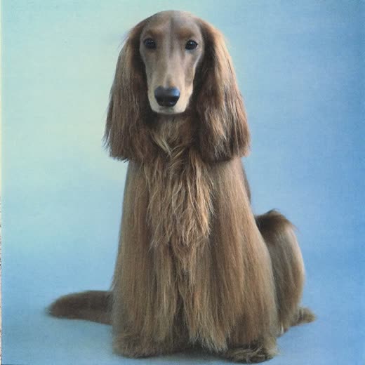 A long-haired dog with a smoothly brushed coat on a pale blue background