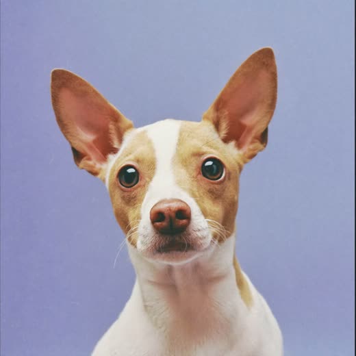 Close-up of a small dog's clean face and tidy ears